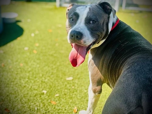 THRAX - Pit Bull Terrier available for adoption