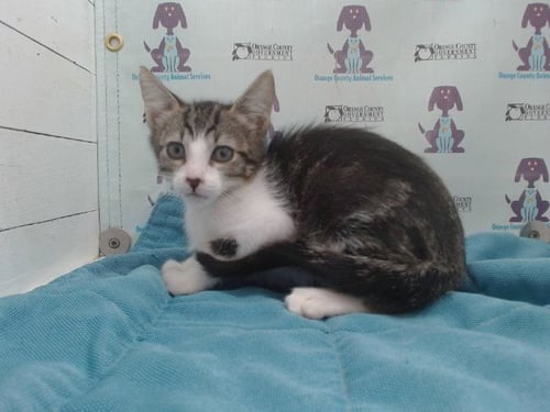 A601258 - Domestic Short Hair available for adoption