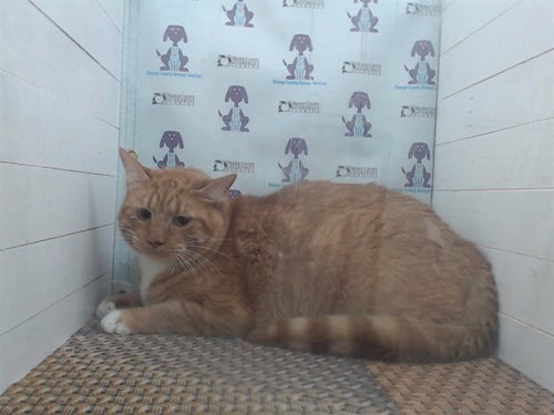 OSCAR - Domestic Medium Hair for adoption in Orlando