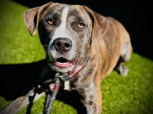 RIPLEY - Pit Bull Terrier / Plott Hound available for adoption