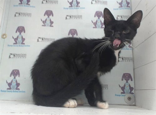 *RIVER - Domestic Short Hair available for adoption