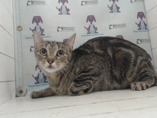 *CELINE - Domestic Short Hair available for adoption