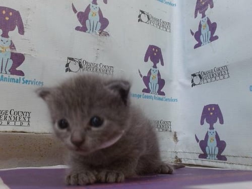 *CELESTE - Domestic Short Hair available for adoption