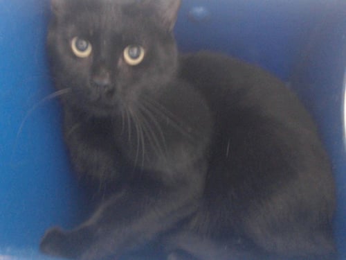 BATTY - Domestic Short Hair available for adoption