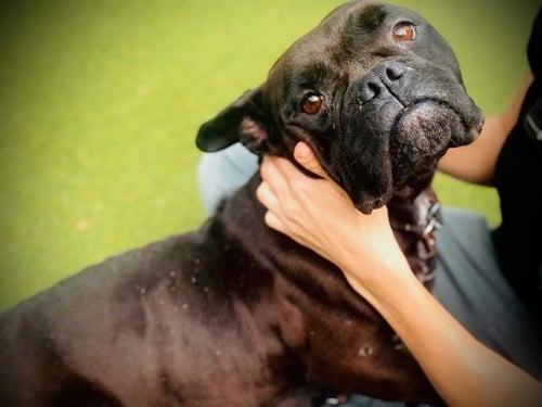 *CHEVY - Bulldog available for adoption