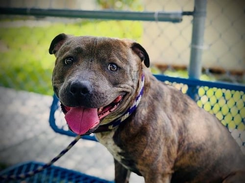 CHANEL - Pit Bull Terrier available for adoption