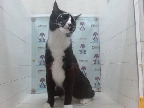 KYLO - Domestic Short Hair available for adoption