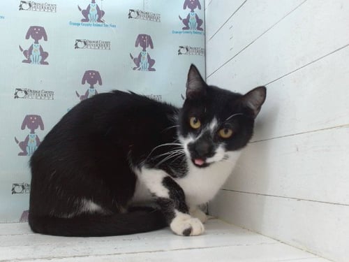 BRIOCHE - Domestic Short Hair available for adoption