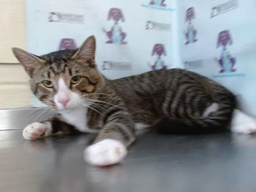 MAX - Domestic Short Hair available for adoption