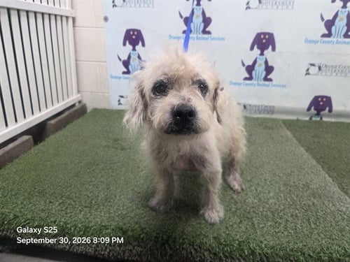ROCCO - Poodle (Miniature) available for adoption