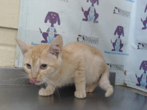 DIESEL - Domestic Short Hair available for adoption