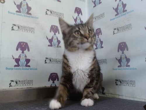 A606356 - Domestic Short Hair available for adoption