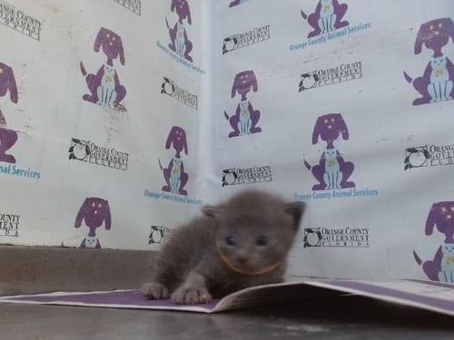 *NOVA - Domestic Short Hair available for adoption