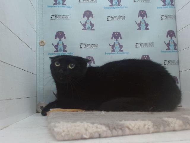 *MEOWDONNA - Domestic Short Hair for adoption in Orlando