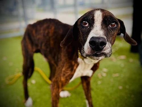 ZION - Greyhound available for adoption