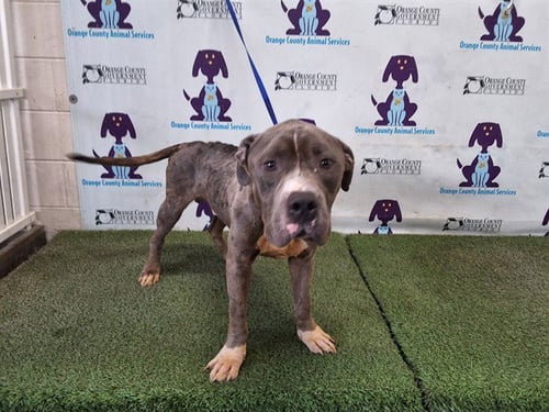 BIGGS - Staffordshire Bull Terrier available for adoption