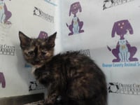 *BLAIRE 12 - Photo 1