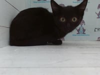 *BARACUDA - Photo 1