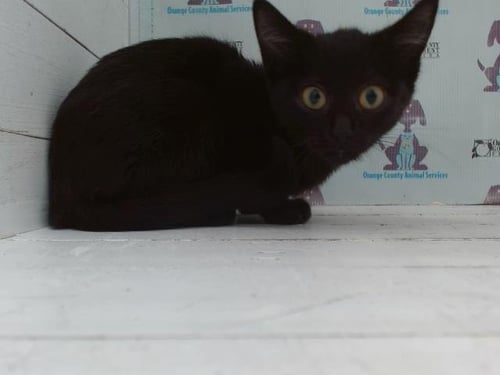*BARACUDA - Domestic Short Hair available for adoption