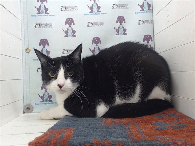 CASTIEL - Domestic Short Hair for adoption in Orlando