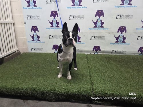 A604914 - Boston Terrier available for adoption