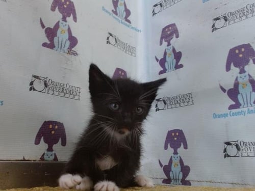 *RAVEN - Domestic Short Hair available for adoption