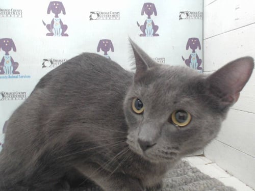 LINARIS - Domestic Short Hair available for adoption