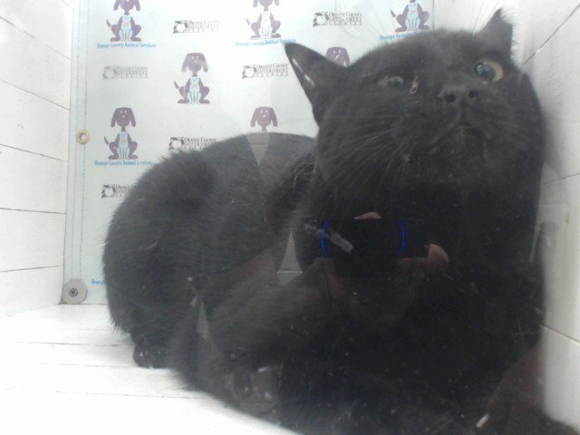 BUDDY Image