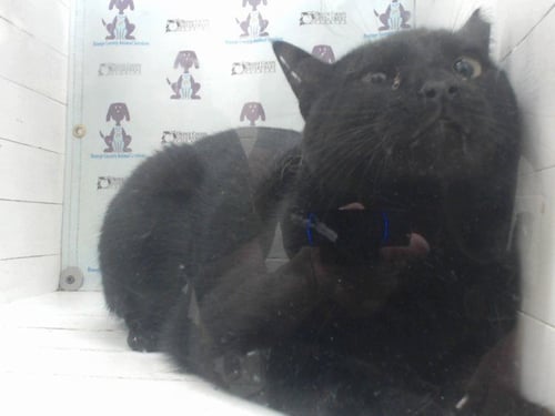 BUDDY - Domestic Short Hair available for adoption