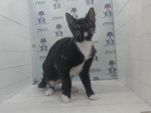 *BLUEBERRY MUFFIN - Domestic Short Hair available for adoption
