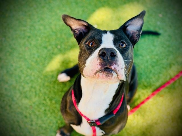 *AVOCADO - Pit Bull Terrier for adoption in Orlando
