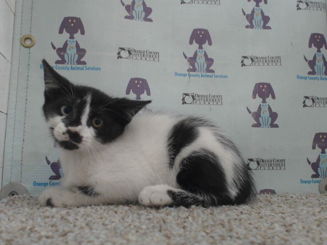 *MITZI Image