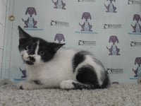 *MITZI - Photo 1