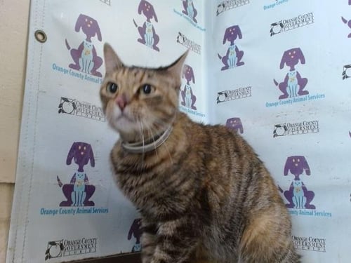 GRACE - Domestic Short Hair available for adoption
