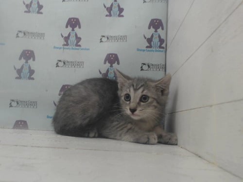 GRABEE - Domestic Short Hair available for adoption