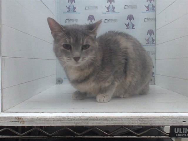 PARKA - Domestic Short Hair available for adoption