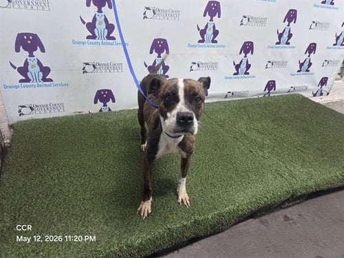 MERCEDES - Pit Bull Terrier available for adoption