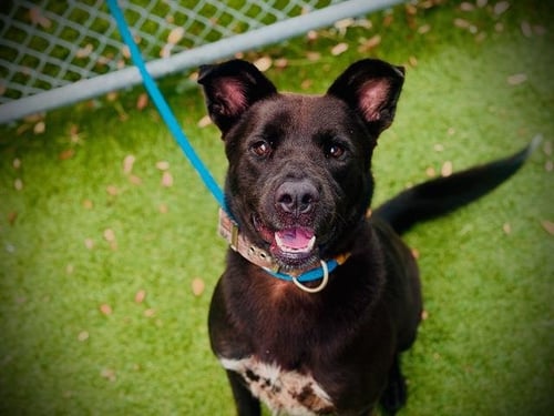 *POLARIS - German Shepherd Dog / Labrador Retriever available for adoption