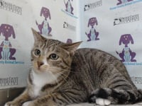 TIGGER - Photo 1