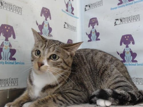 TIGGER - Domestic Short Hair available for adoption