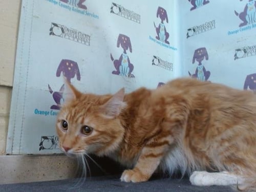 BOOTS - Domestic Long Hair available for adoption