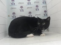 BLACK SHADOW - Photo 1