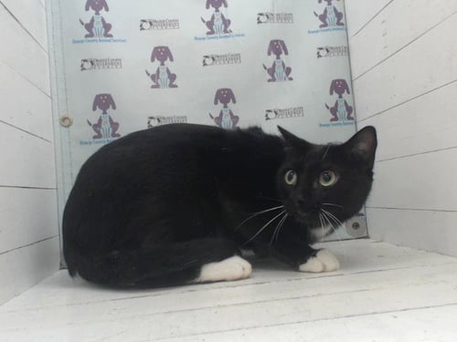 BLACK SHADOW - Domestic Short Hair available for adoption