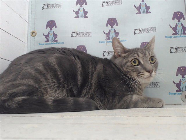 LUNA - Domestic Short Hair available for adoption