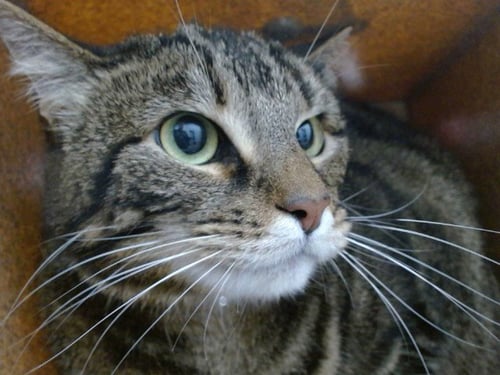 LUNA - Domestic Short Hair available for adoption