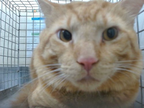 A603958 - Domestic Short Hair available for adoption