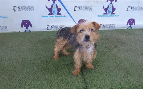 SNOOP - Yorkshire Terrier Yorkie available for adoption