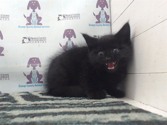 STORM - Domestic Short Hair available for adoption