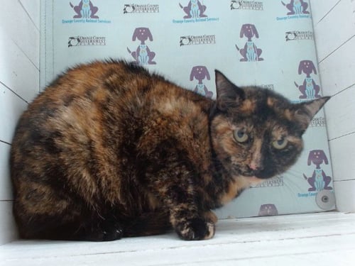 MANCHA - Domestic Short Hair available for adoption