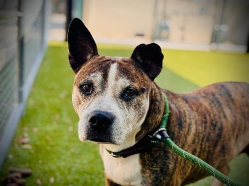 AKENO - Pit Bull Terrier available for adoption